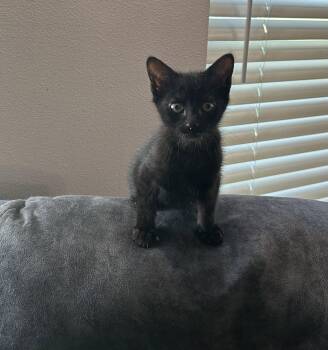 Jack -  Domestic Short Hair Cat for Adoption in Hammond, Louisiana - Jack | PetCurious