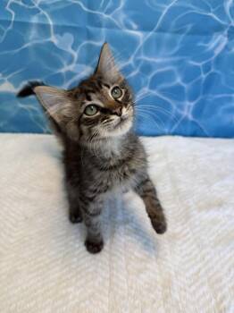 Trojan (Bonded with Magnum) -  Domestic Long Hair Cat for Adoption in Wheaton, Illinois - Trojan (Bonded With Magnum) | PetCurious