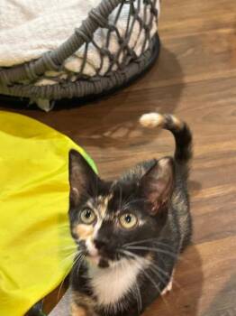 Cotton Candy -  Domestic Short Hair Cat for Adoption in North Babylon, New York - Cotton Candy | PetCurious