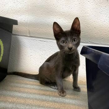 Pierre (fka Malt Vinegar) -  Domestic Short Hair Cat for Adoption in Carencro, Louisiana - Pierre (fka Malt Vinegar) | PetCurious