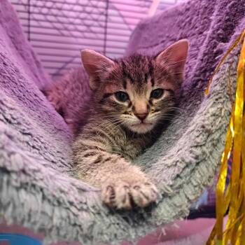 Domestic Short Hair Cats Available for Adoption in New Orleans, Louisiana - Milo | PetCurious