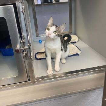 Lulu -  Domestic Short Hair Cat for Adoption in Nevada, Missouri - Lulu | PetCurious