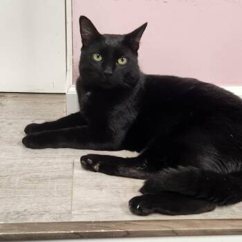 Cosmo -  American Shorthair Cat for Adoption in Highland Park, New Jersey - Cosmo | PetCurious