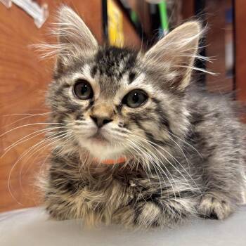 Domestic Medium Hair Cats Available for Adoption in Sonora, California - Legoshi | PetCurious
