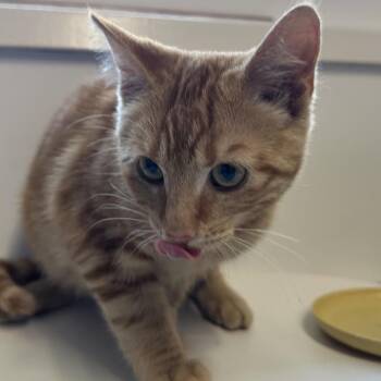 Tropicana -  Domestic Short Hair Cat for Adoption in Chilliwack, British Columbia - Tropicana | PetCurious