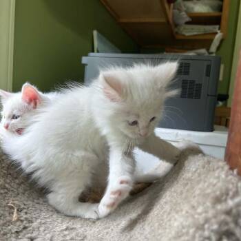 Domestic Short Hair Cats Available for Adoption in Lyndhurst, Virginia - Taffy | PetCurious
