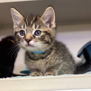 Domestic Short Hair Cats Available for Adoption in New York, New York - Luffy | PetCurious