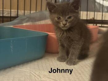 Johnny Cash -  Russian Blue and Domestic Short Hair Cat for Adoption in Plumerville, Arkansas - Johnny Cash | PetCurious