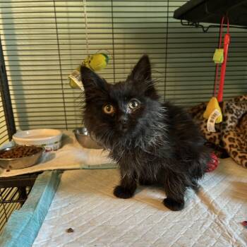 Sparkler -  Domestic Long Hair Cat for Adoption in Ferndale, Michigan - Sparkler | PetCurious