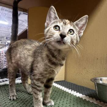 Mint Chocolate Chip -  Domestic Short Hair Cat for Adoption in Dearborn, Michigan - Mint Chocolate Chip | PetCurious