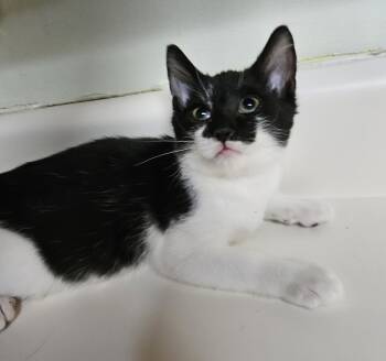 Oreo -  Domestic Short Hair Cat for Adoption in Dyersburg, Tennessee - Oreo | PetCurious