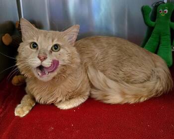 Domestic Medium Hair Cats Available for Adoption - Ollie | PetCurious