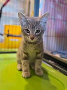 Wybie -  Domestic Medium Hair Cat for Adoption in Peru, New York - Wybie | PetCurious