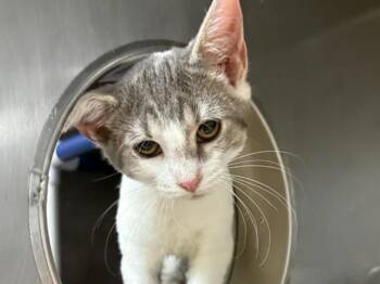 Eloise -  Domestic Short Hair Cat for Adoption in Portland, Oregon - Eloise | PetCurious