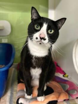 Grumpy -  Domestic Short Hair Cat for Adoption in Muskegon, Michigan - Grumpy | PetCurious