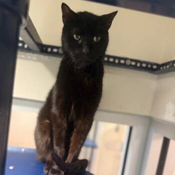 Frodo -  Domestic Short Hair Cat for Adoption in Fairport, New York - Frodo | PetCurious