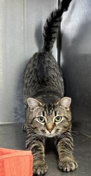 Spindle -  Domestic Short Hair Cat for Adoption in Simcoe, Ontario - Spindle | PetCurious