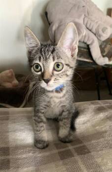 Rescue Domestic Short Hair Cats for Adoption in Tustin, California - BLUE BELL | PetCurious