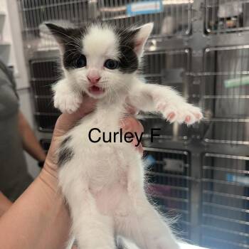 Curley -  Domestic Short Hair Cat for Adoption in Scituate, Massachusetts - Curley | PetCurious
