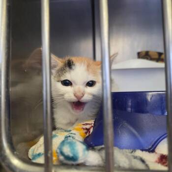 Ivy -  Domestic Short Hair Cat for Adoption in Spokane, Washington - Ivy | PetCurious