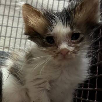 Domestic Short Hair Cats Available for Adoption in Yuma, Arizona - Cinnamoroll | PetCurious