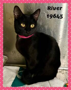 RIVER -  Domestic Short Hair and Bombay Cat for Adoption in Marietta, Georgia - RIVER | PetCurious