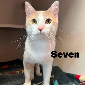 Seven 2600363 -  Domestic Medium Hair Cat for Adoption in Gladstone, Michigan - Seven 2600363 | PetCurious
