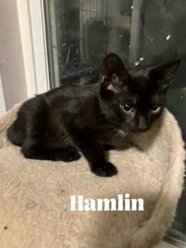 Hamlin **Special Needs - FELV+** -  Domestic Short Hair Cat for Adoption in Alafaya, Florida - Hamlin **Special Needs - FELV+** | PetCurious