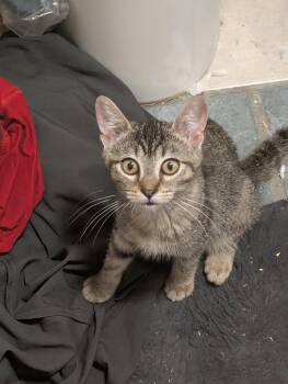 Josephine (JoJo) -  Domestic Short Hair Cat for Adoption in Philadelphia, Pennsylvania - Josephine (JoJo) | PetCurious