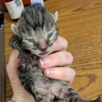 Percy -  Domestic Short Hair Cat for Adoption in Columbia, Missouri - Percy | PetCurious