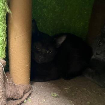 Aretha -  Domestic Short Hair Cat for Adoption in Las Vegas, Nevada - Aretha | PetCurious