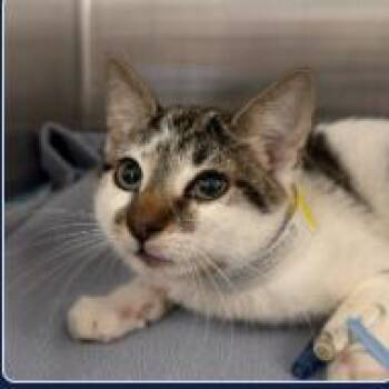 Scaffy -  Domestic Short Hair Cat for Adoption in New York, New York - Scaffy | PetCurious