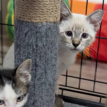 Sapphire -  Domestic Short Hair and Siamese Cat for Adoption in Buchanan Dam, Texas - Sapphire | PetCurious