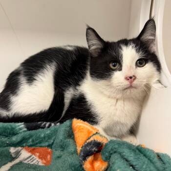 Domestic Short Hair Cats Available for Adoption - Jerry | PetCurious