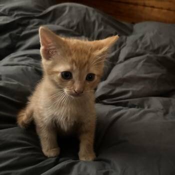 Domestic Short Hair Cats Available for Adoption - Carrot Top | PetCurious