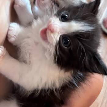 Mavis -  Domestic Short Hair Cat for Adoption in Webster, Texas - Mavis | PetCurious