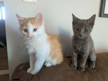 Gus -  Domestic Short Hair Cat for Adoption in Mcpherson, Kansas - Gus | PetCurious