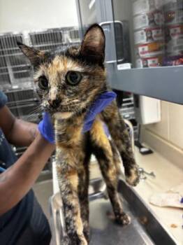 Shuna -  Domestic Short Hair Cat for Adoption in Wichita, Kansas - Shuna | PetCurious