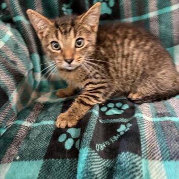 Thistle -  Domestic Short Hair Cat for Adoption in Sequatchie, Tennessee - Thistle | PetCurious