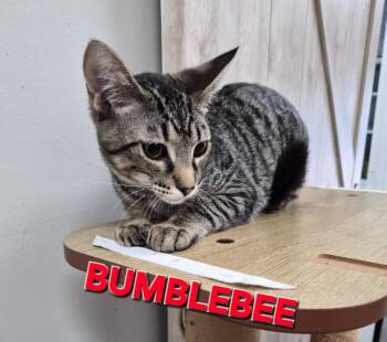 Domestic Short Hair Cats Available for Adoption in Rome, Georgia - Bumble Bee | PetCurious
