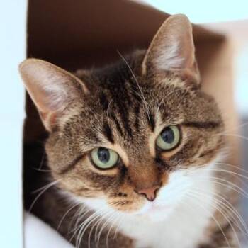 Rescue Domestic Short Hair Cats for Adoption in Hilliard, Ohio - Chi Chi | PetCurious