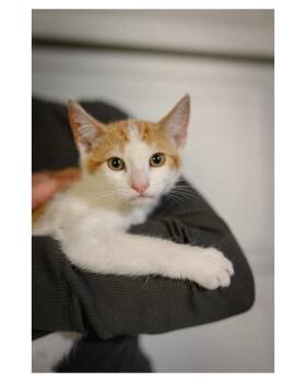 Domestic Short Hair Cats Available for Adoption in Vallejo, California - Lando Morris | PetCurious