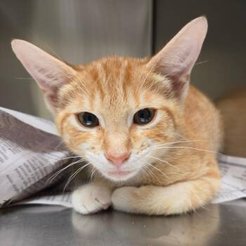 Timber -  Domestic Short Hair Cat for Adoption in Asheville, North Carolina - Timber | PetCurious