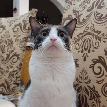 Momo (Formerly Kit Kat) -  Domestic Long Hair Cat for Adoption in Webster, Texas - Momo (Formerly Kit Kat) | PetCurious