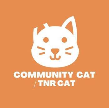 Domestic Short Hair Cats Available for Adoption - 60747643 | PetCurious