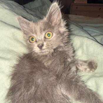 MaryJane -  Domestic Short Hair Cat for Adoption in Chattanooga, Tennessee - MaryJane | PetCurious