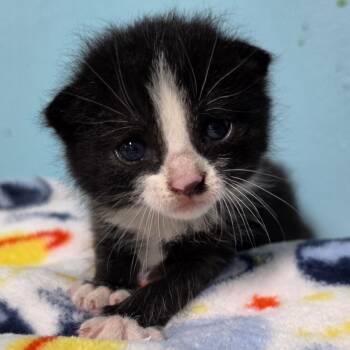 Leia -  Domestic Short Hair Cat for Adoption in Jefferson City, Tennessee - Leia | PetCurious