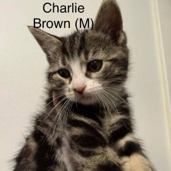 Charlie Brown -  Domestic Short Hair Cat for Adoption in Chilliwack, British Columbia - Charlie Brown | PetCurious