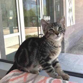 Lean Cuisine -  Domestic Short Hair Cat for Adoption in Phoenix, Arizona - Lean Cuisine | PetCurious
