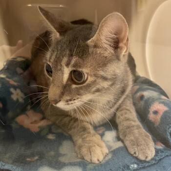 Queensland -  Domestic Short Hair Cat for Adoption in Bristol, Indiana - Queensland | PetCurious